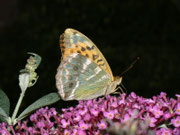 Argynnis paphia (Kaisermantel, Weibchen) / CH BE Hasliberg 1050 m, 24. 08. 2011