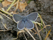 Cupido minimus (Zwergbläuling, Männchen) / CH FR Grandvillard -La Coudré 1329 m, 17. 06. 2013