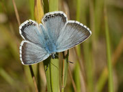 Polyommatus coridon (Silbergrüner Bläuling, Männchen) / CH VS Saas Almagell 1671 m Waldegg, 30. 08. 2019