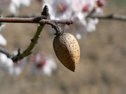 Prunus dulcis (Mandelbaum) / Rosaceae