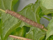 Alcis repandata (Braunmarmorierter Baumspanner, Raupe weitergezüchtet) / CH BE Hasliberg 1070 m, 04. 06. 2013