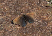 Erebia pluto