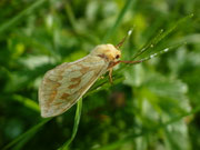 Hepialus humuli (Grosser Hopfen-Wurzelbohrer, Weibchen) / CH UR Erstfeld, Schattig Bode 1470 m, 09. 07. 2024