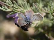 Pseudophilotes panoptes (Weibchen) / E Andalusien, Almeria, Sierra de los Filabres, Ermita de Monteagud 1070 m, 03. 05. 2012