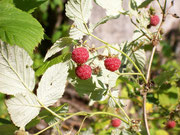 Rubus idaeus (Himbeere) / ROSACEAE