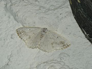 Lomographa temerata (Schattenbinden-Weissspanner) / CH BE Hasliberg 1050 m, 12. 07. 2013