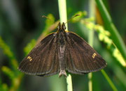 Heteropterus morpheus (Spiegelfleck-Dickkopffalter) / CH TI Verzascatal, Vogorno, Alpe Odro 1282 m, 27. 06. 2011