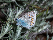 Polyommatus icarus (Hauhechelbläuling, Männchen) / Frankreich Rhônekanal bei Montélimar 100 m, 30. 04. 2010