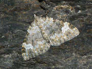 Coenotephria tophaceata (Grosser Felsen-Bindenspanner) / CH VS Saastal Saas-Fee nach Saas-Almagell, 12. 08. 2011