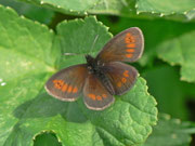 Erebia melampus (Kleiner Mohrenfalter) CH UR Urserental Steinbergen 1521 m, 05. 08. 2013