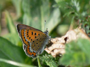 Lycaena helle (Blauschillernder Feuerfalter) / CH VD Pays d'Enhaut, Château d'Oex, Les Trois Fénils 1322 m, 14. 04. 2014