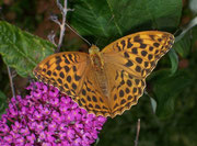 Argynnis paphia (Kaisermantel, Weibchen) / CH BE Hasliberg 1050 m, 23. 07. 2007