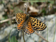 Melitaea didyma (Roter Scheckenfalter, Weibchen) / CH VS Gampel Jeizinen 890 m, 12. 07. 2011