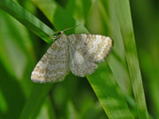 Perizoma albulata (Klappertopf-Kapselspanner) / CH UR Brunnital 1300 m, 15. 07. 2012