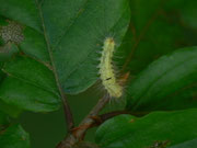 Calliteara pudibunda (Buchen-Streckfuss, Rotschwanz) / CH BE Hasliberg 1060 m, 28. 07. 2014