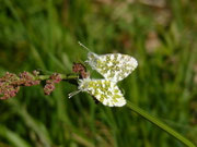 Anthocharis cardamines / CH BE Hasliberg 1050 m, 24. 06. 2026