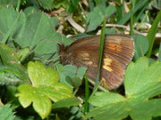 Erebia manto (Gelbgefleckter Mohrenfalter, Weibchen) / CH UR Isenthal 1690 m, 17. 08. 2011