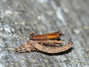 Psyche casta / CH BE Hasliberg 1050 m, 09. 05. 2013