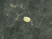Chloroclysta citrata (Buschhalden-Blattspanner, Ei) / CH BE Hasliberg 1050 m, 19. 10. 2012