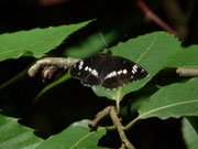 Limenitis camilla (Kleiner Eisvogel) / CH TI Bleniotal, Sentida Monastero 450 m, 14. 06. 2018