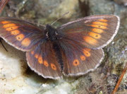 Erebia melampus (Kleiner Mohrenfalter) CH VS Lötschental Kummenalp 2083 m, 27. 07. 2009