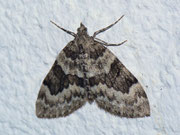 Thera britannica (Sägezahnfühler-Nadelholzspanner) / CH BE Hasliberg 1050 m, 30. 08. 2011