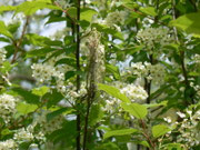 Prunus padus (Traubenkirsche) Rosaceae