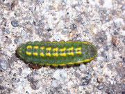 Polyommatus coridon (Silbergrüner Bläuling, Raupe dorsal mit Ameise) / CH BE Hasliberg 1100 m, 30. 04. 2008