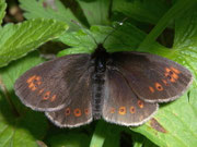 Erebia alberganus (Gelbäugiger oder Mandeläugiger Mohrenfalter, Männchen) / CH VS Zwischbergental 1485 m, 11. 07. 2008