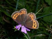 Erebia ligea (Weissbindiger Mohrenfalter, Weibchen) / CH VS Champéry 1100 m, 25. 07. 2007