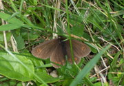 Erebia oeme (Doppelaugen-Mohrenfalter), Weibchen / CH BE Hasliberg 1050 m, 09. 07. 2006