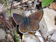 Polyommatus icarus (Hauhechelbläuling, Weibchen) / Frankreich Rhônekanal bei Avignon 20 m, 01. 05. 2010