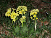 Primula (Schlüsselblume)