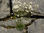 Arabis serpillifolia (Quendel-Kresse) / Brassicaceae