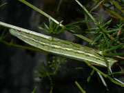 Macroglossum stellatarum (Taubenschwänzchen)