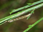 Macaria alternata / CH TI Gnosca, Nàseri, Monti di Cima 1120 m, 18. 09. 2024