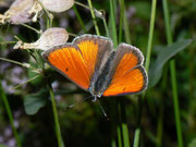 Lycaena hippothoe eurydame (Kleiner Ampferfeuerfalter, Männchen) / Italien Onsernonetal 1000 m, 20. 06. 2011