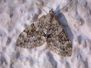 Thera variata (Veränderlicher Nadelholzspanner) / CH BE Hasliberg 1240 m, 05. 09. 2008