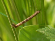 Alcis repandata (Braunmarmorierter Baumspanner, Raupe) / CH BE Hasliberg 1230 m, 15. 06. 2013