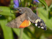 Macroglossum stellatarum (Taubenschwänzchen)