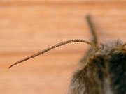Poecilocampa populi (Kleine Pappelglucke) Weibchen