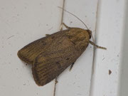 Amphypira tragopoginis (Dreipunkt-Glanzeule) CH LU Büron , 570 m