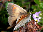 Erebia tyndarus (Schillernder Mohrenfalter) / CH VS Gspon, 2060 m, 12. 08. 2009