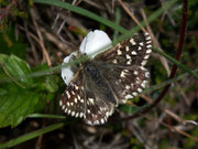 Pyrgus malvoides (Kleiner südlicher Würfelfalter) / CH TI Corticiasco Capanna Monte Bar 1500 m, 31. 05. 2010