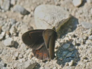 Erebia oeme lugens (Doppelaugen-Mohrenfalter) / CH VD Ciernes Picat 1220 m, 01. 07. 2013