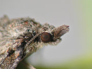Hydriomena ruberata (Weiden-Palpenspanner) / CH BE Hasliberg 1150 m, 12. 05. 2013