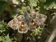 Carcharodus baeticus (Weibchen auf Marrubium vulgare) / Spanien, Andalusien, Sevilla-Jerez, Utrera, Embalse de Torre del Aguila 153 m, 01. 05. 2012