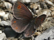Erebia oeme (Doppelaugen-Mohrenfalter) / CH FR Gros Mont Brenleire 1380 m, 29. 06. 2015