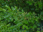 Euonymus europaeus (Pfafefnhütchen
