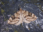 Thera variata (Veränderlicher Nadelholzspanner) / CH BE Hasliberg 1050 m, 14. 06. 2010